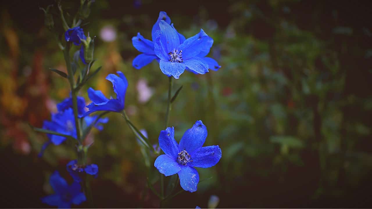 Top 20 Beautiful Types of Blue Flowers That You Should Know ...