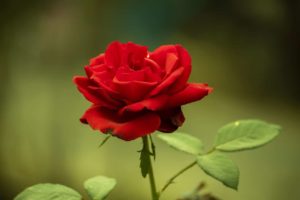 All About Roses: Plants Facts & Types
