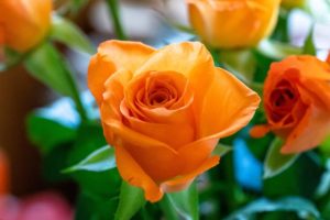 The Radical Orange Roses: Plant Origins, Names and Meanings