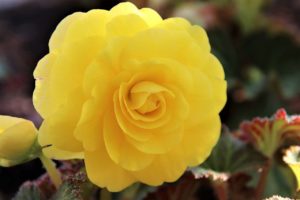 43 Beautiful Yellow Flowers You Can Grow In Your Garden