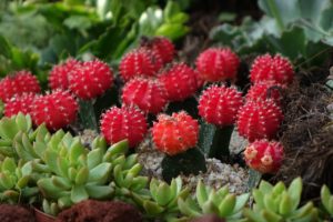 10 Best Types of Cactus Plants For Home And Gardens