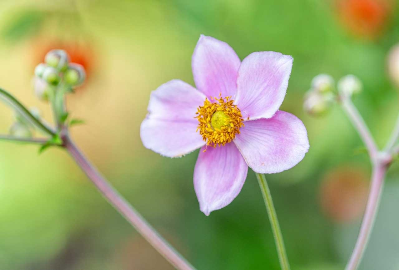 Anemone Flower Meaning and Symbolism Plant and Flower