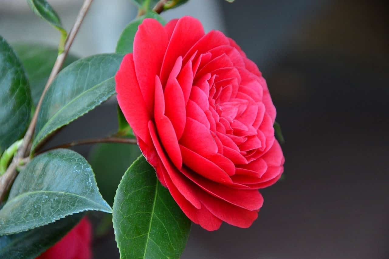 Camellia Flower Meaning and Symbolism - Plant and Flower Dictionary