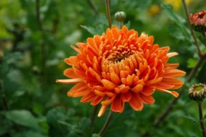 Chrysanthemum Flower Meaning and Symbolism