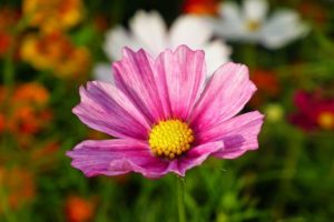Cosmos Flower Meaning and Symbolism