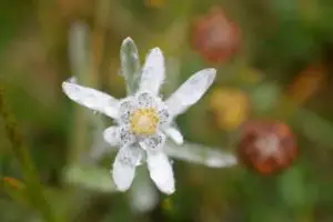 Edelweiss Flower (Leontopodium nivale) Meaning and Symbolism