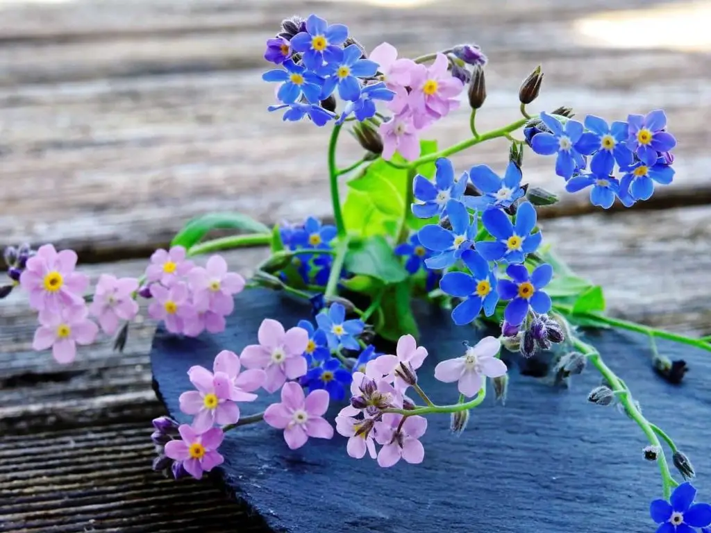 Forget Me Not Flower Meaning And Symbolism Plant And Flower Dictionary