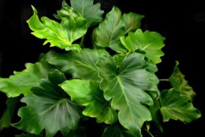 Hope Philodendron (Philodendron Selloum): Facts, How to Grow and Plant Care