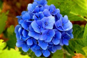 Hydrangea Flower Meaning and Symbolism