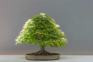 Japanese Maple Bonsai (Acer Palmatum): A Beginner’s Guide