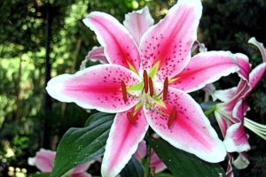 Lily Flowers: Different Color Meaning and Symbolism