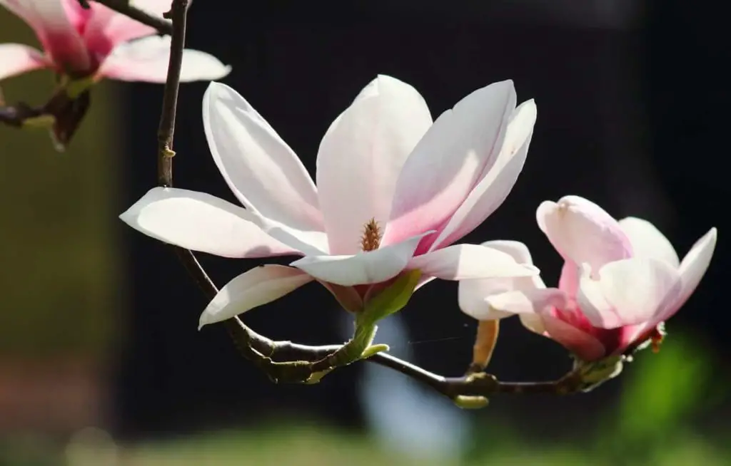 Magnolia Flower Meaning and Symbolism of All Colors