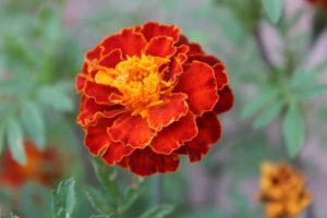 Marigold Flower Meaning and Symbolism