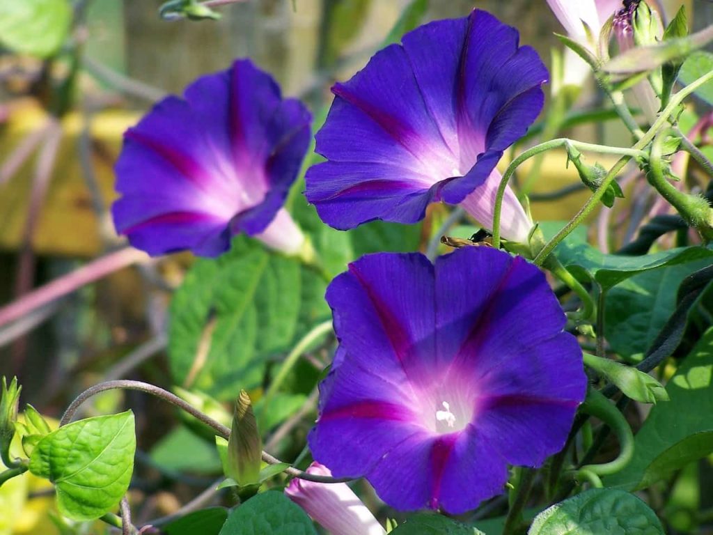 How To Grow Morning Glory From Seed FULL INFORMATION. 