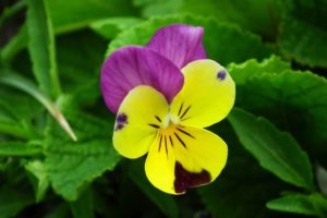 Pansy Flower Meaning and Symbolism