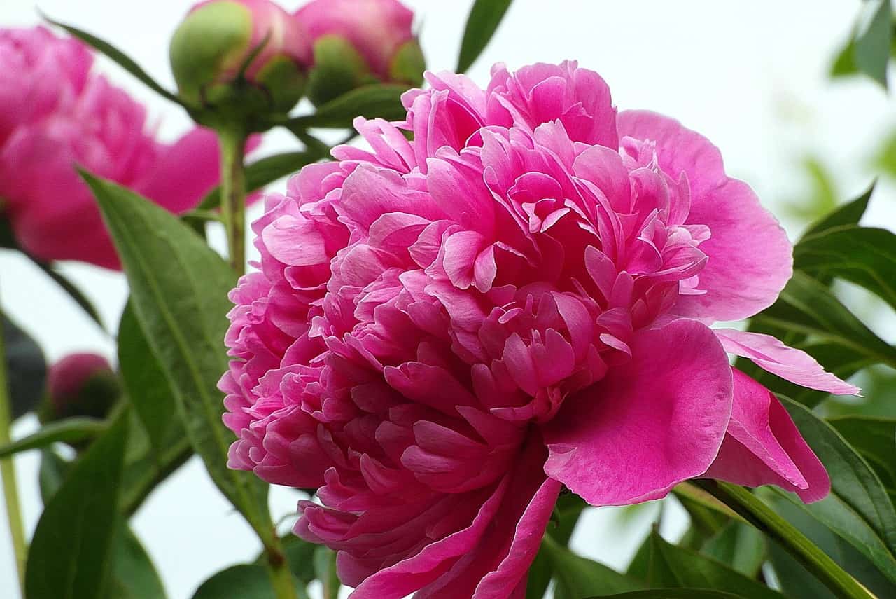 Peony Flower Meaning | Best Flower Site