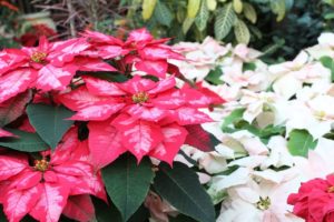 Poinsettia Flower Meaning and Symbolism