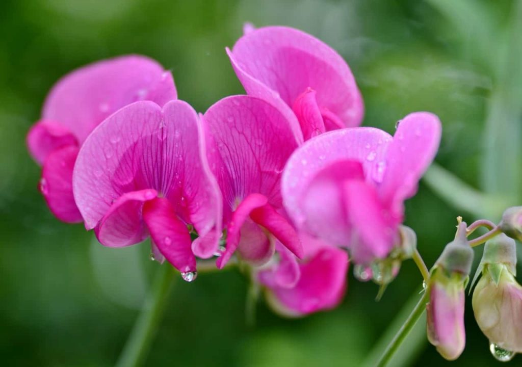Sweet Pea Flower Meaning and Symbolism - Plant and Flower Dictionary