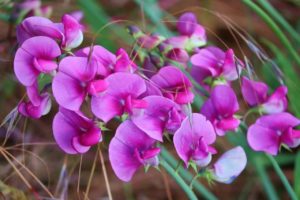 Sweet Pea Flower Meaning and Symbolism