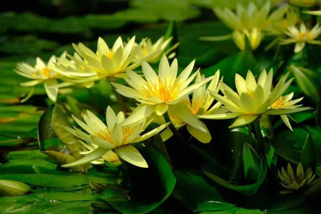 water-lily-images-meaning-webphotos