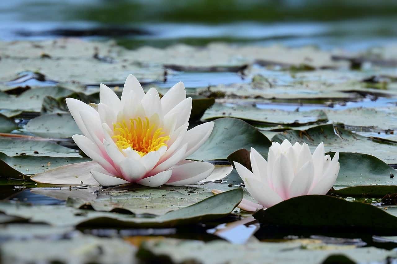 amazing-water-lily-flower