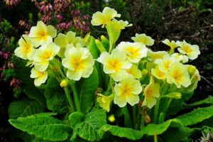 Primrose Flower Meaning and Symbolism