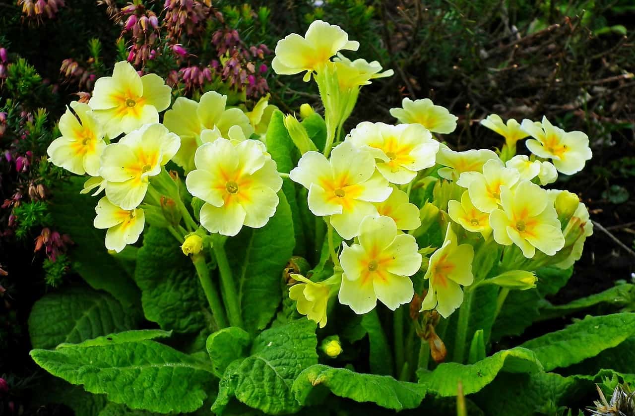 primrose-flower-meaning-and-symbolism-plant-and-flower-dictionary