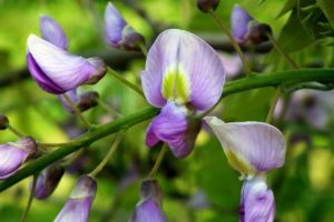 Wisteria Name Meaning and Symbolism