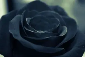Black Roses: Do They Exist, and What Is The Symbolism Behind This Mysterious Flower?