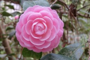 Top 12 Flowers in Chinese Culture and Their Meanings
