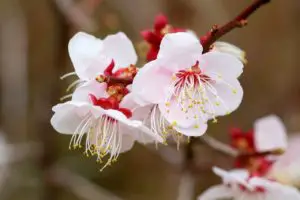Cherry Blossom (Prunus) Bonsai Tree: How To Grow and Plant Care