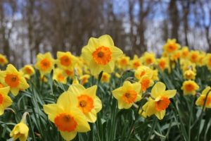 Daffodil Flower Meaning and Symbolism
