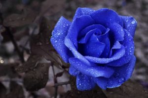 Blue Rose: Origins, Meanings, and Facts