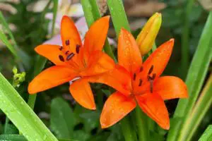 100 Different Types Of Lilies: Plants and Flowers