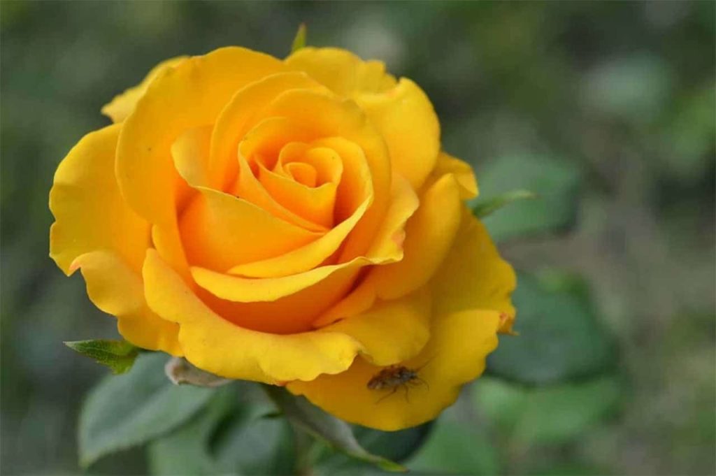 Meaning yellow rose Garden Guides