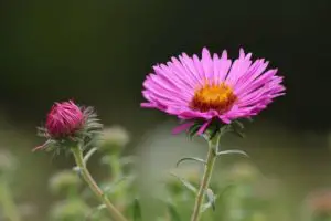 Aster Flower Meaning and Symbolism