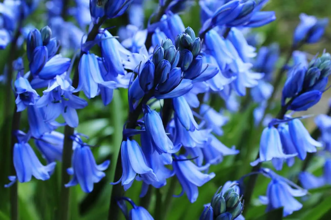 Bluebells what symbolize do Bluebell Flower