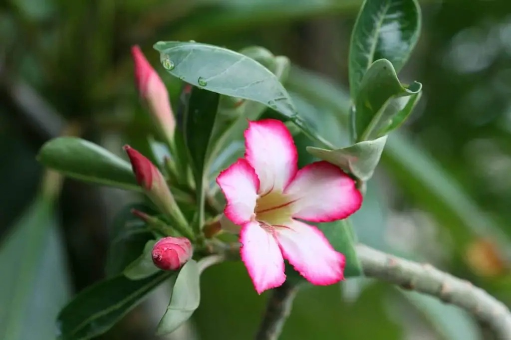 How to care for a desert rose plant Idea