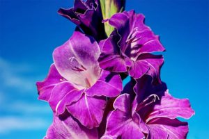 Gladiolus Flower Meaning and Symbolism