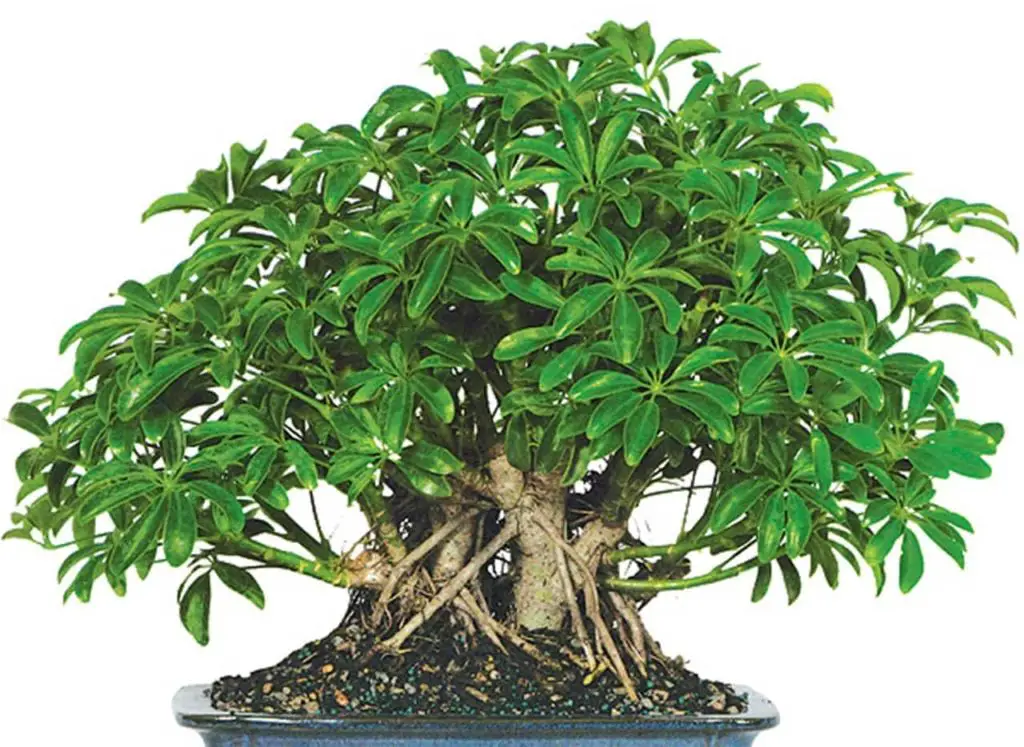 64 Popular Types Of Bonsai Trees You Can Grow Plant And Flower Dictionary