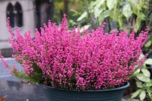 What Do Heather Flowers Symbolize?