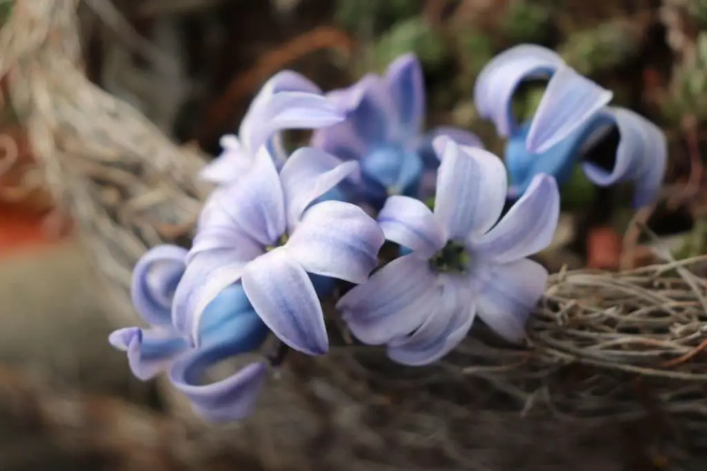 hyacinth-flower-meaning-and-symbolism-plant-and-flower-dictionary