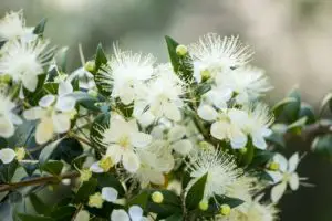 Myrtle Flowering Plant: Different Types, How To Grow and Plant Care