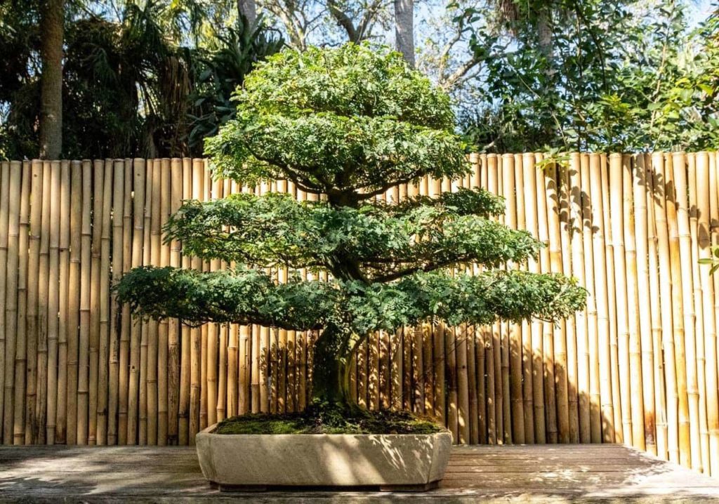 64 Popular Types Of Bonsai Trees You Can Grow Plant And Flower Dictionary