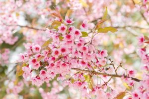 60 Flowering Plants for a Colorful Winter Bloom