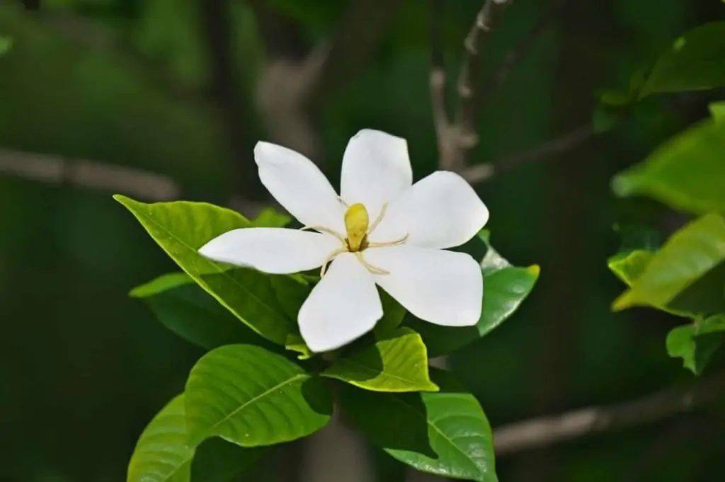 Gardenia Flower Meaning And Symbolism, Housewarming Plant Gift Meaning