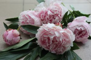 Peonies: Different Types, Plant Varieties, And Facts