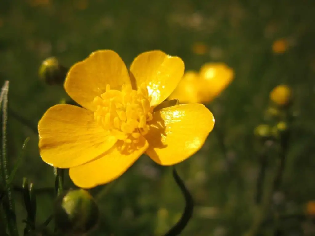 buttercup flower meaning