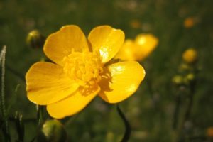 Buttercup Flower Meaning And Symbolism