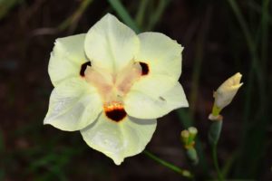 Fortnight Lily (Dietes iridioides): How to Grow and Plant Care